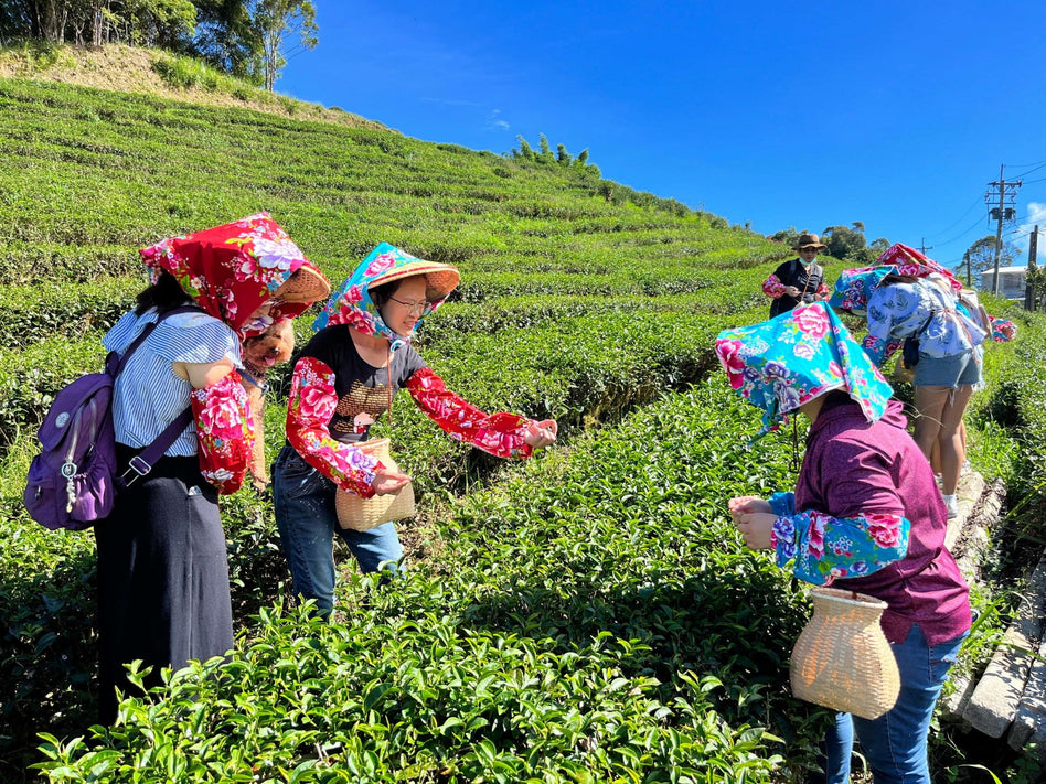 天心茶園