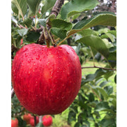 シナノドルチェ 3kg｜【りんごやSUDA】長野県産 減農薬栽培 お届け：9月下旬〜10月上旬