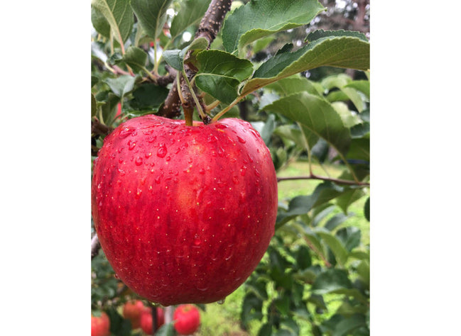 シナノドルチェ 3kg｜【りんごやSUDA】長野県産 減農薬栽培 お届け：9月下旬〜10月上旬