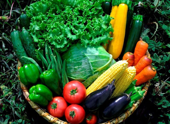 【たくみの】高原育ち 旬の野菜お得セットL｜農薬・化学肥料不使用・10種盛りだくさん（6〜2月限定）