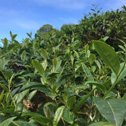 台湾　有機茶ティーパック　ギフトボックス（竹）入り <br>台湾直送<br>【天心茶園】