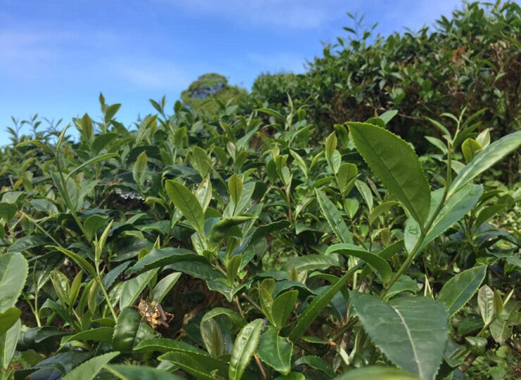 台湾　有機茶ティーパック　ギフトボックス（竹）入り <br>台湾直送<br>【天心茶園】