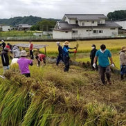 黒澤酒造 井筒長 手造り無添加あまざけ 720mℓ｜長野県産米・米糀使用