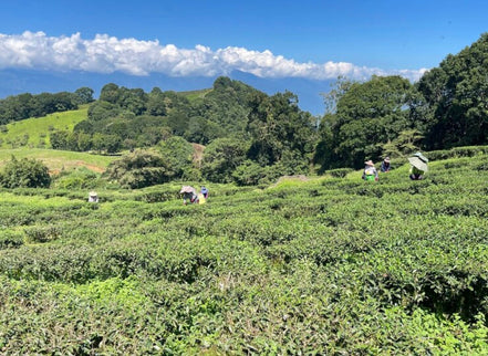 【天心茶園】台湾有機蜜香紅茶 ギフトセット｜鉄製缶入・化粧笥付｜台湾直送
