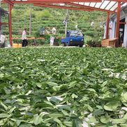 台湾　有機茶ティーパック　ギフトボックス（竹）入り <br>台湾直送<br>【天心茶園】