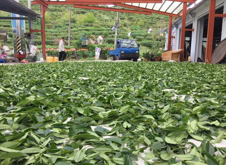 台湾　有機茶ティーパック　ギフトボックス（竹）入り <br>台湾直送<br>【天心茶園】
