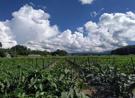 【たくみの】高原育ち 旬の野菜セットM｜農薬・化学肥料不使用・10種・小家族向け（6〜2月限定）