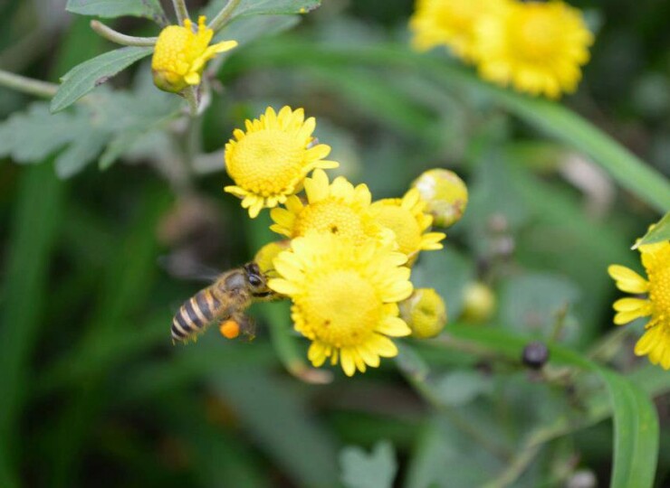 台湾有機　菊花茶 <br>台湾直送<br>【天心茶園】
