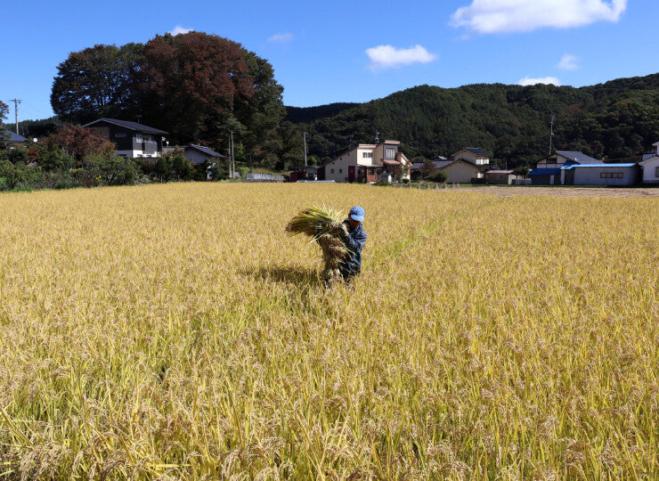 無農薬・天日干し｜だいちゃんのお米 玄米 ３kg｜長野県産 たきたて【予約販売・11月以降発送】