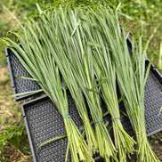 【幸せフルーツ工房】信州産 レモングラスティー 20g｜長野県安曇野産 農薬不使用 ノンカフェイン