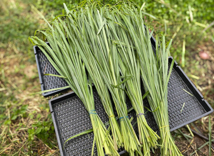 【幸せフルーツ工房】信州産 レモングラスティー 20g｜長野県安曇野産 農薬不使用 ノンカフェイン