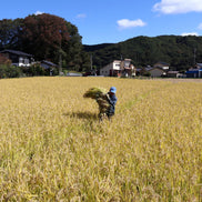 無農薬・天日干し｜だいちゃんのお米 白米 1kg｜長野県産 たきたて【予約販売・11月以降発送】