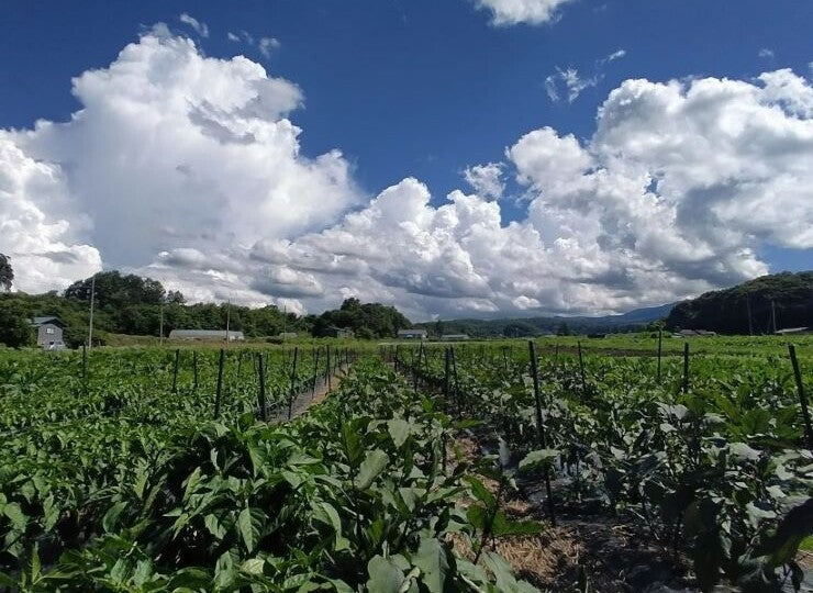 【たくみの】高原育ち 旬の野菜セットS｜農薬・化学肥料不使用・7種・一人暮らし・少人数向け（6〜2月限定）
