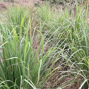 【幸せフルーツ工房】信州産 レモングラスティー 20g｜長野県安曇野産 農薬不使用 ノンカフェイン