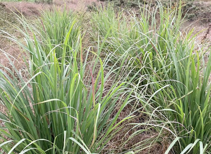 【幸せフルーツ工房】信州産 レモングラスティー 20g｜長野県安曇野産 農薬不使用 ノンカフェイン
