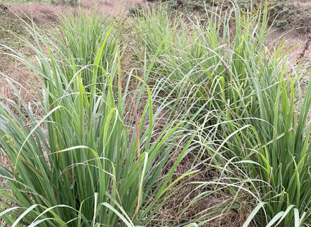 【幸せフルーツ工房】信州産 レモングラスティー 20g｜長野県安曇野産 農薬不使用 ノンカフェイン