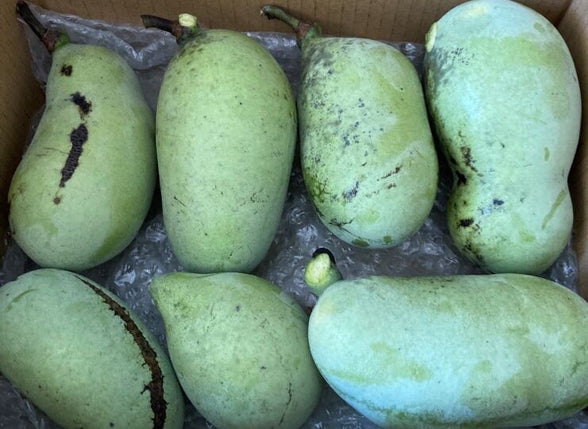 ＜販売終了＞幻の果物　ポポー　１ｋｇ