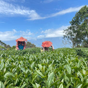 【天心茶園】台湾有機蜜香紅茶 ギフトセット｜鉄製缶入・化粧笥付｜台湾直送