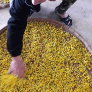 台湾有機　菊花茶 <br>台湾直送<br>【天心茶園】