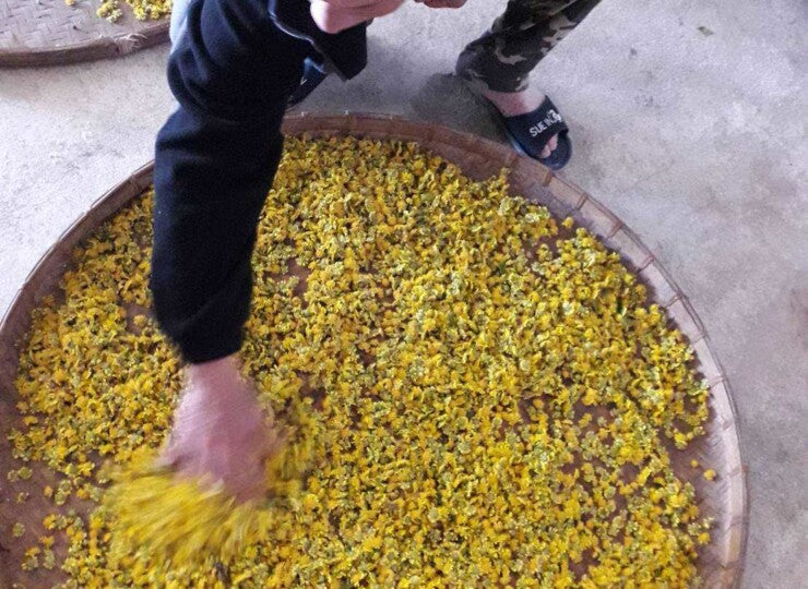 台湾有機　菊花茶 <br>台湾直送<br>【天心茶園】