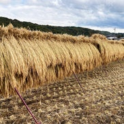 無農薬・天日干し｜だいちゃんのお米 玄米 ３kg｜長野県産 たきたて【予約販売・11月以降発送】