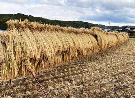 無農薬・天日干し｜だいちゃんのお米 玄米 ３kg｜長野県産 たきたて【予約販売・11月以降発送】