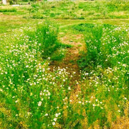【幸せフルーツ工房】信州産 カモミールティー 20g｜長野県安曇野産 農薬不使用