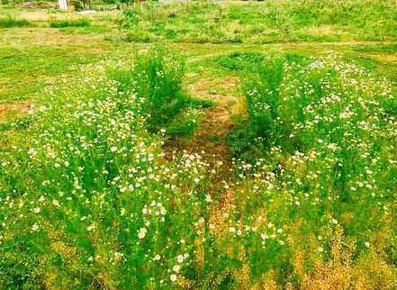 【幸せフルーツ工房】信州産 カモミールティー 20g｜長野県安曇野産 農薬不使用