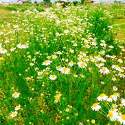 【幸せフルーツ工房】信州産 カモミールティー 20g｜長野県安曇野産 農薬不使用