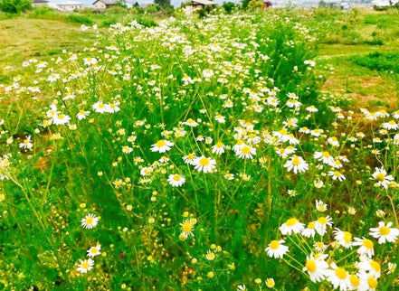 【幸せフルーツ工房】信州産 カモミールティー 20g｜長野県安曇野産 農薬不使用