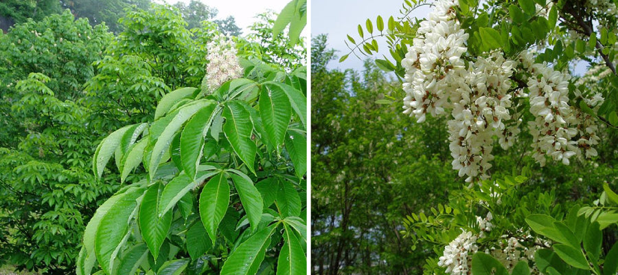 【荻原養蜂園】蜜蜂の子 甘露煮 135g｜長野県産・生産者直送・純国産