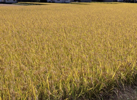 無農薬・天日干し｜だいちゃんのお米 白米 ３kg｜長野県産 たきたて【予約販売・11月以降発送】
