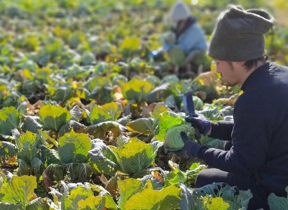 【たくみの】高原育ち 旬の野菜セットS｜農薬・化学肥料不使用・7種・一人暮らし・少人数向け（6〜2月限定）