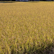 無農薬・天日干し｜だいちゃんのお米 白米 ５kg｜長野県産 たきたて【予約販売・11月以降発送】