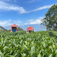 【天心茶園】台湾有機蜜香紅茶 ギフトセット｜鉄製缶入・化粧笥付｜台湾直送