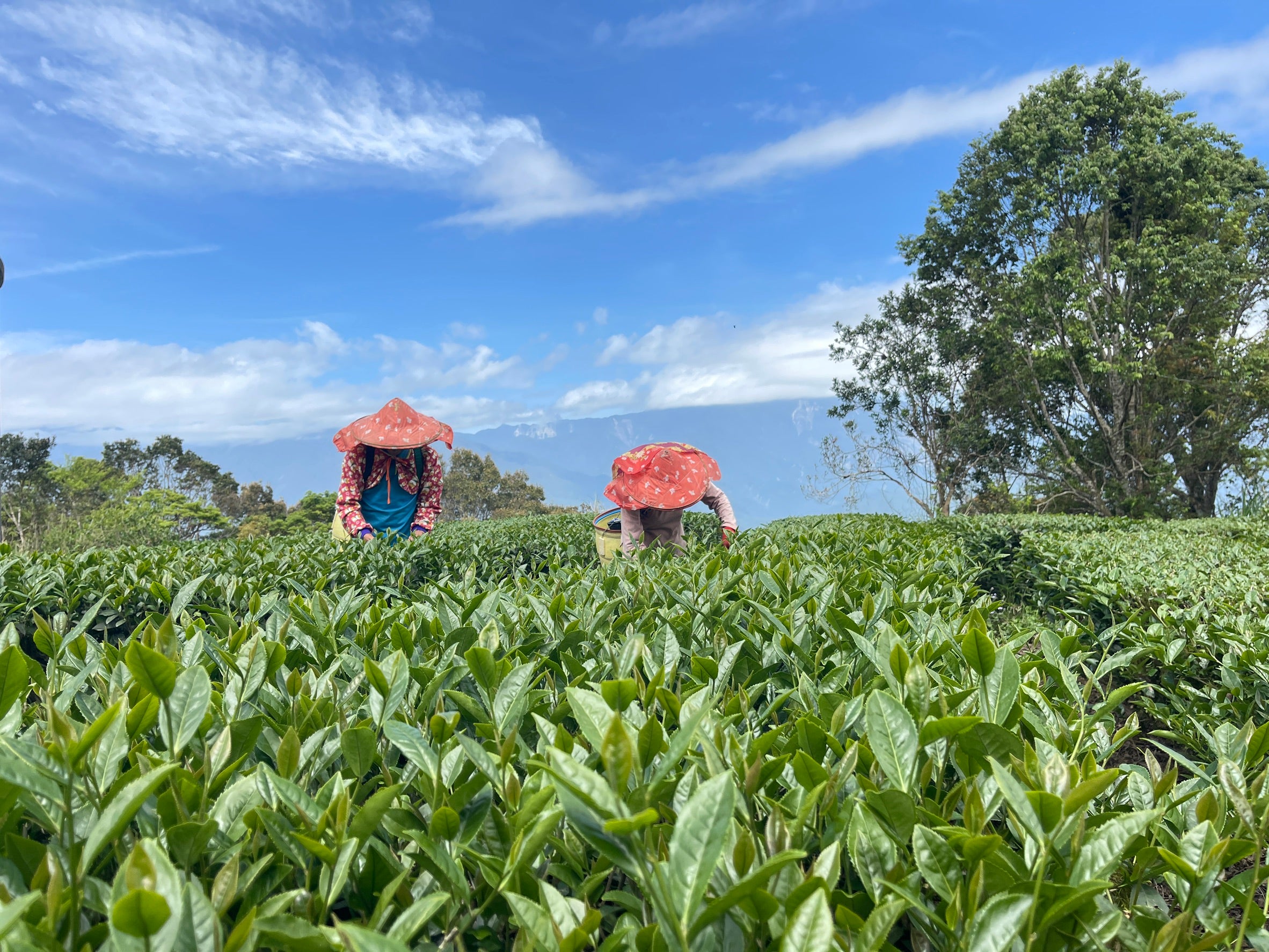 【天心茶園】台湾有機蜜香紅茶 ギフトセット｜鉄製缶入・化粧笥付｜台湾直送