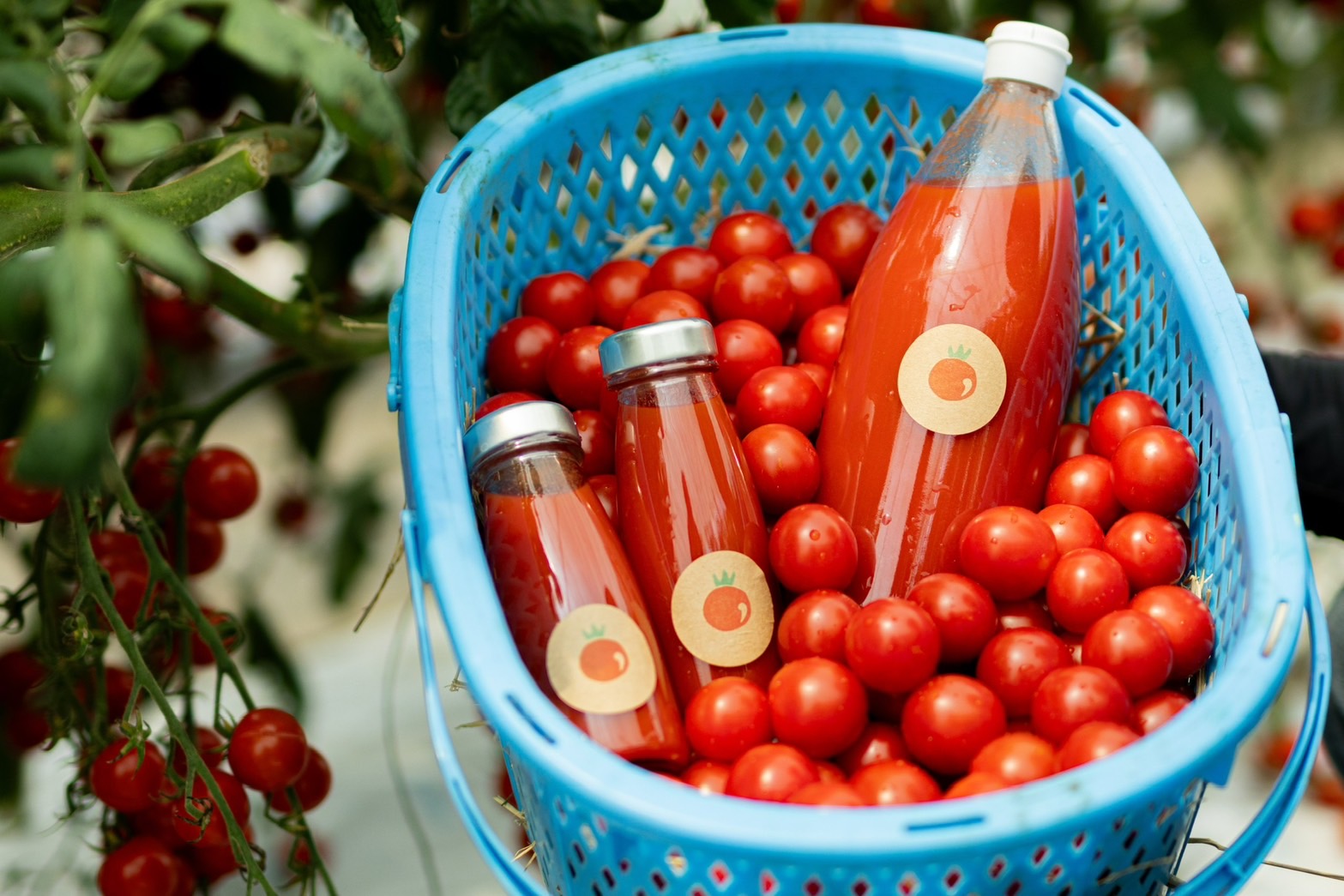 完熟しすぎちゃったミニトマトジュース 180ml×4本入り 【まつのき農